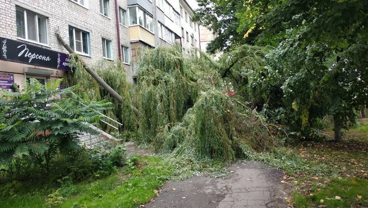 В Брянске рухнувшее дерево свалило столб на стену многоэтажки возле «Самолета»