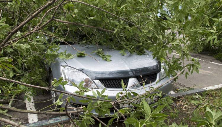 На северо-востоке Москвы упавшее дерево повредило автомобиль