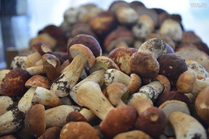 МЧС рассказало о способах определить съедобность грибов