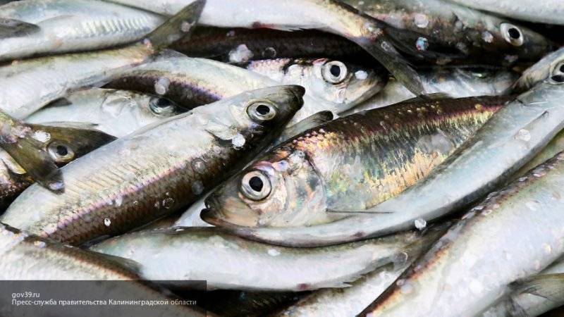 Эксперт рассказал про рост цен на  красную рыбу и икру в России в этом году