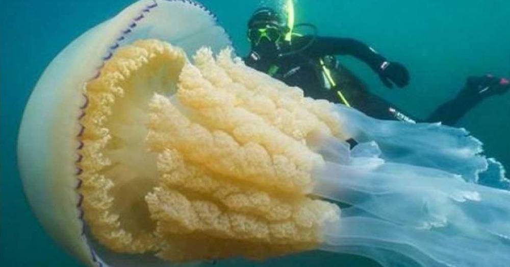 В Великобритании обнаружили огромную медузу размером 1,5 метра