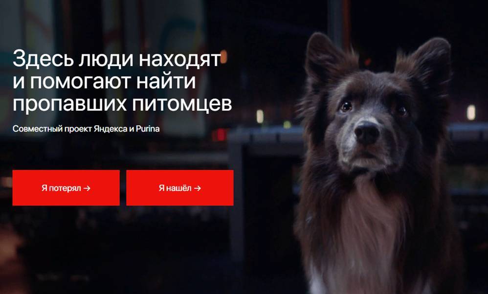 Ищите друга в «Яндексе», или Как вернуть питомца не выходя из дома