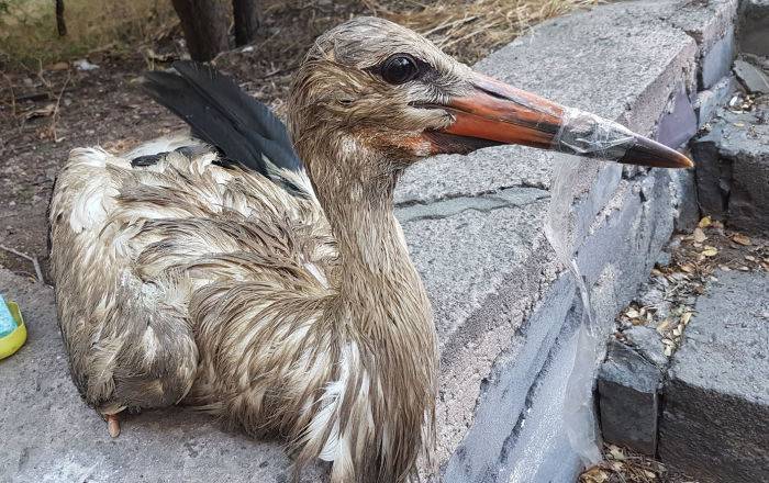 Плачевное состояние аистов в Арарате: эксперты ищут причину загрязнения птиц