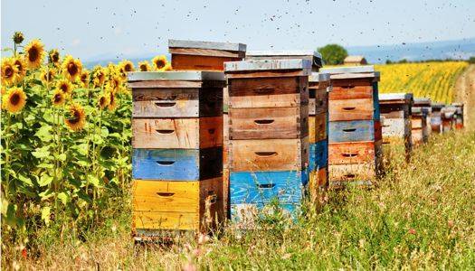 В Україні вдосконалять вимоги до меду