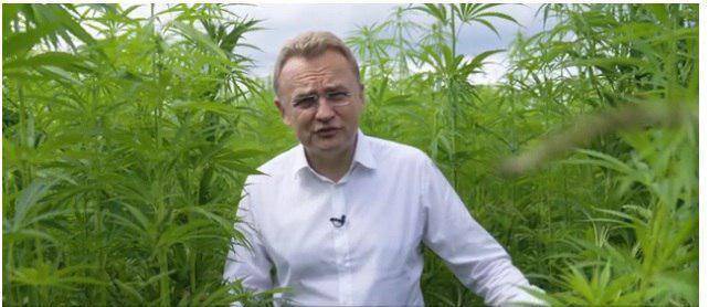 «Это популизм» : мэр Львова отказался занимать твердую позицию по марихуане и проституции