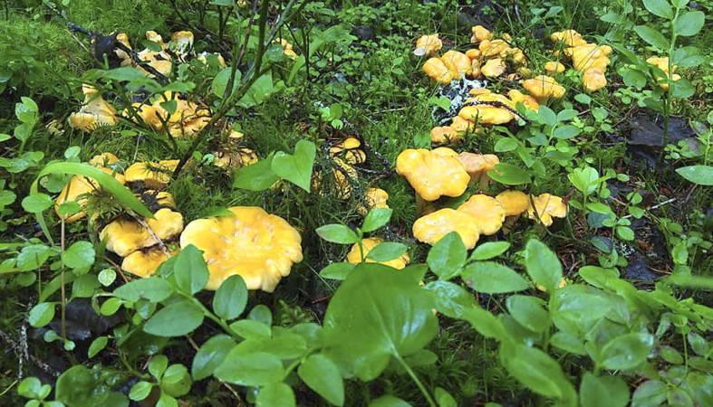 Наши читатели сообщают: В Прионежье пошли грибы! — Информационное Агентство "365 дней"