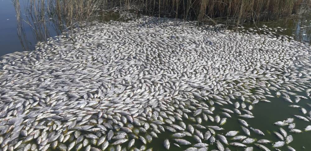 Под Астрахани обнаружили озеро мертвой рыбы
