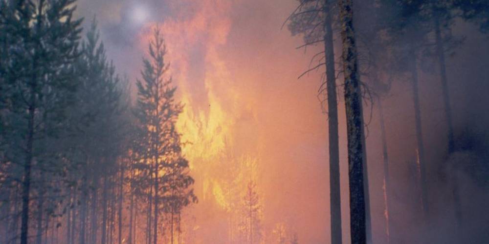В Иркутской области и Красноярском крае горит свыше 500 тысяч гектаров леса