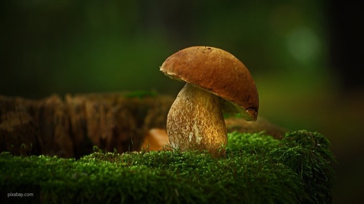 МЧС рассказало, как не отравиться съедобными грибами