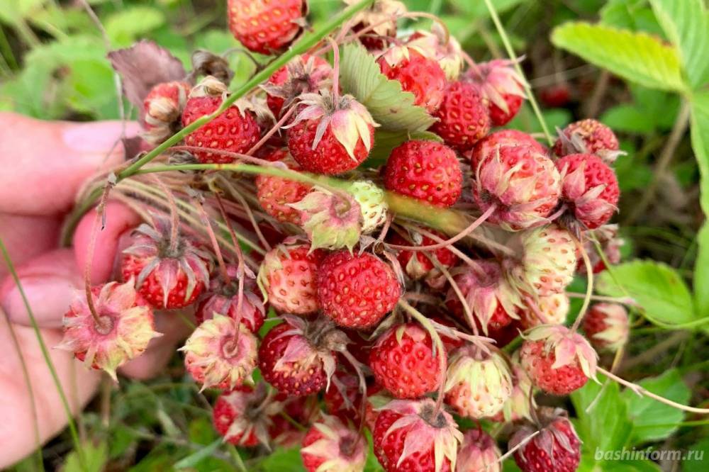 Пошли за ягодами: в Башкирии нашли трех заблудившихся в лесу женщин // ОБЩЕСТВО | новости башинформ.рф
