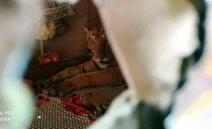 В Индии обессиленная стихией тигрица пришла в дом и проспала на кровати целый день – фото