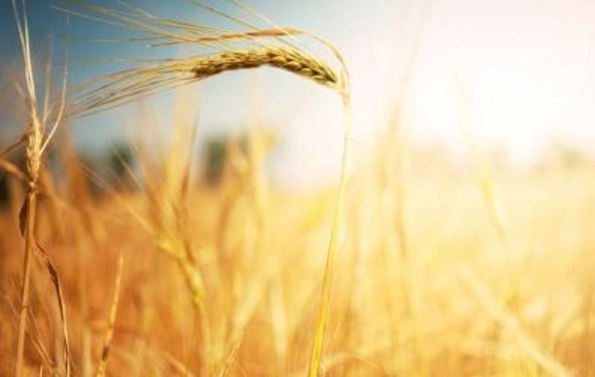 В Украине собрали почти 20 миллионов тонн нового урожая