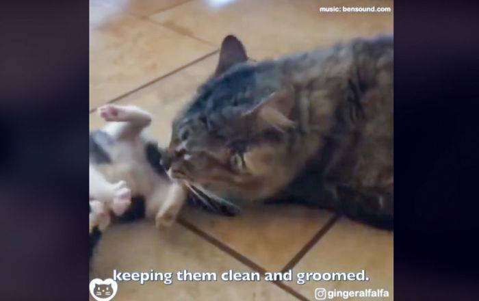 Моет и кормит бездомных котят, как мать: умилительное видео о "кото-папе" покорило сеть