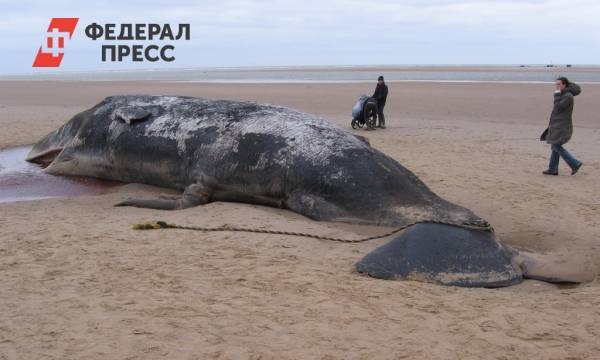 Более 50 мертвых китов обнаружено на побережье Исландии | Северная Европа | ФедералПресс