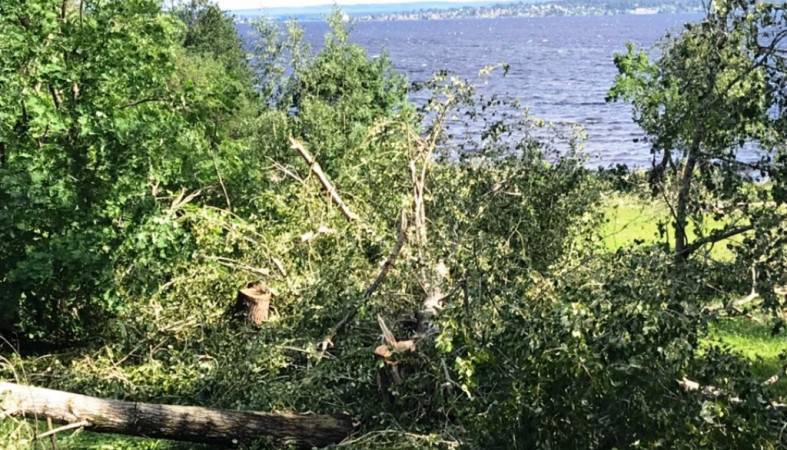 На берегу Онежского озера сносят деревья — Информационное Агентство "365 дней"