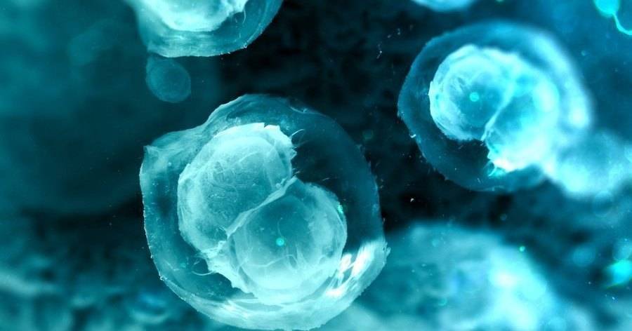 Созданы клеточные пластыри из&nbsp;стволовых клеток для&nbsp;лечения ишемии