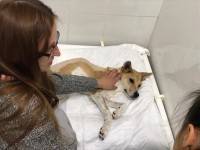 Зоозащитники поблагодарили неравнодушных людей за спасение собаки Люси, которую хозяин выбросил с балкона - ТИА