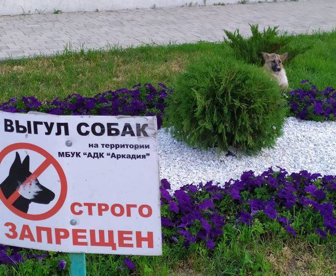 В Астрахани собака проигнорировала надпись на объявлении
