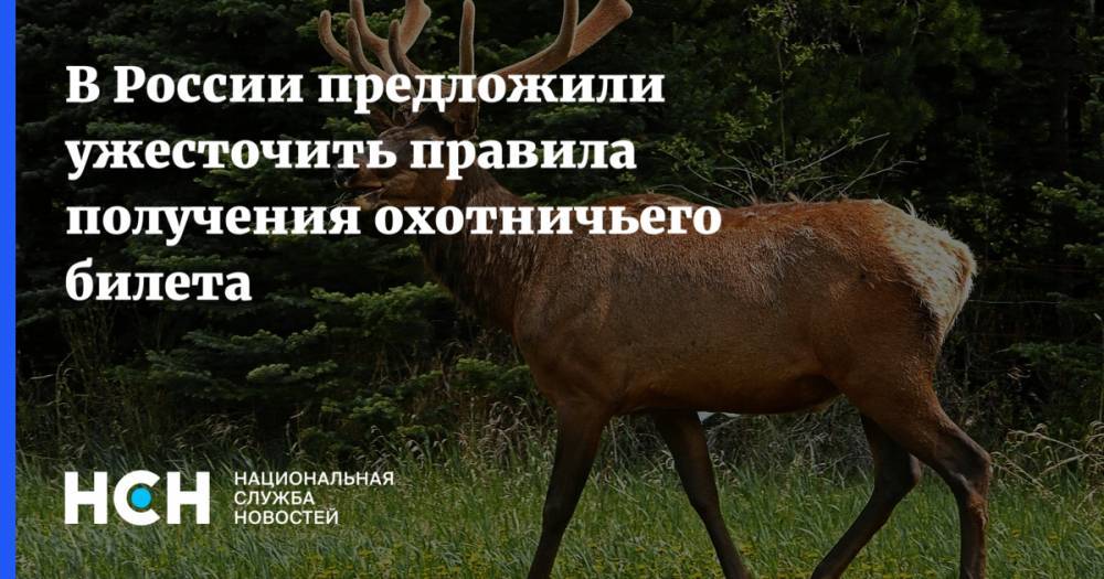 В России предложили ужесточить правила получения охотничьего билета