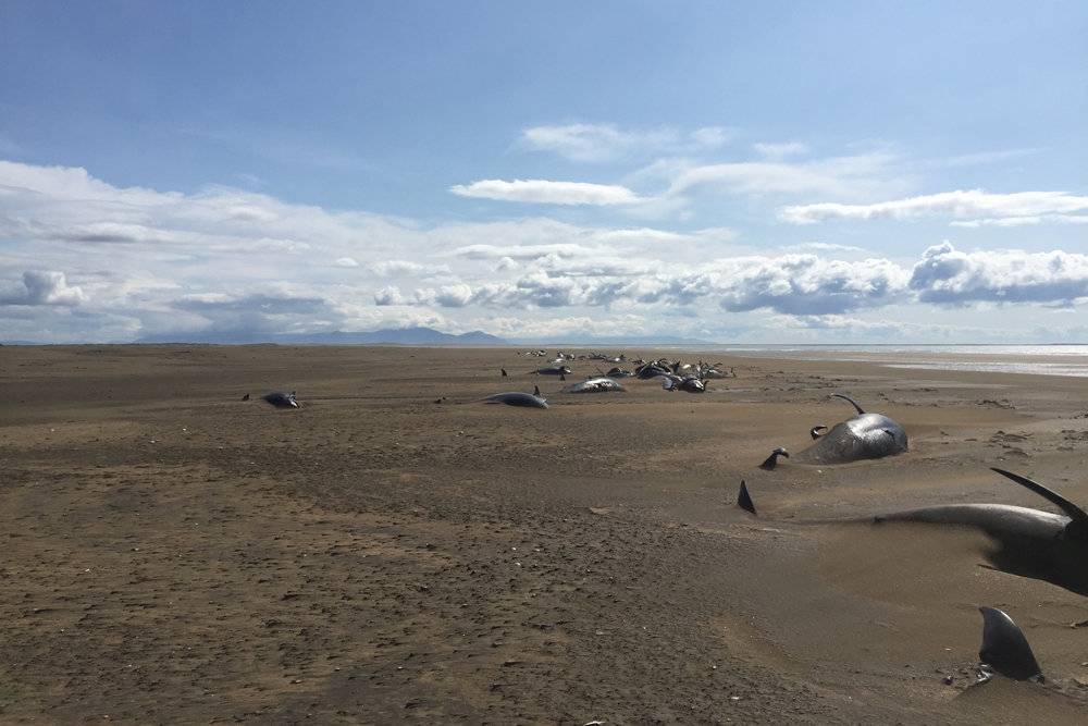 В Исландии туристы обнаружили десятки мёртвых китов