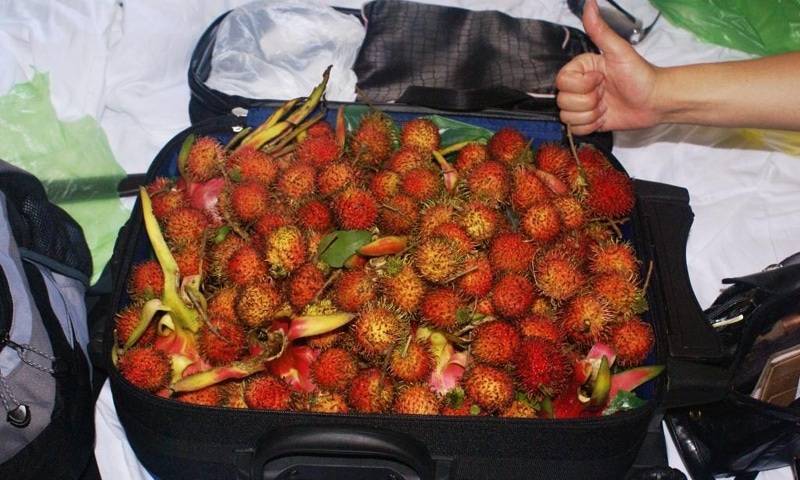 В России ужесточат правила провоза в багаже фруктов, овощей и цветов