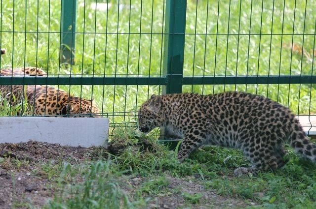 В российских зоопарках установлены новые нормы содержания животных
