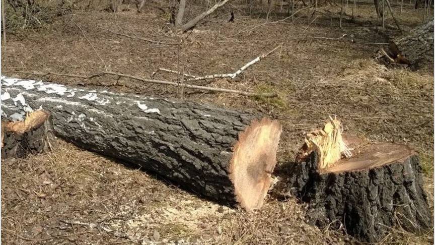 В Кировской области мастера лесосеки признали виновным в гибели рабочего