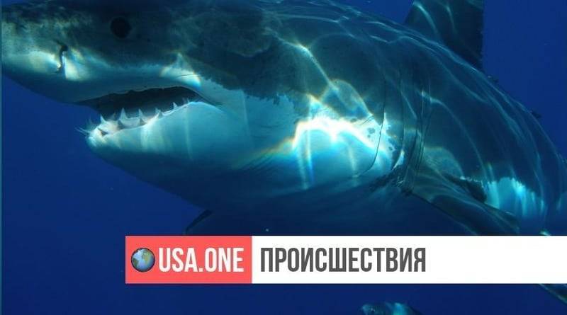 Огромная белая акула выпрыгнула из воды в сантиметрах от мальчика-рыбака и украла его улов (видео)