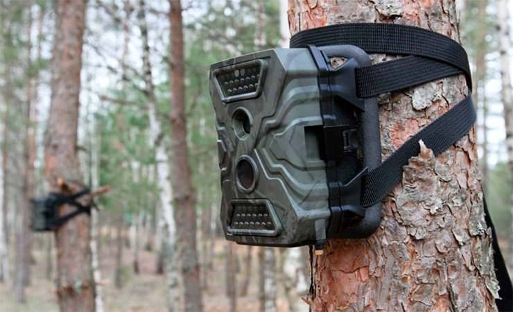 В лесах Гомельской области с начала этого года в объективы фотоловушек попали 87 нарушителей