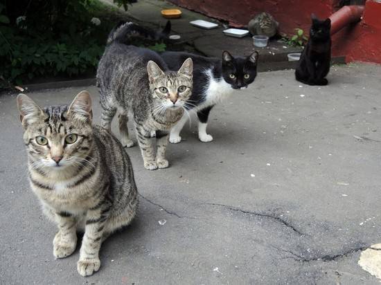 Полиция проверяет массовое отравление кошек в Москве