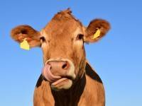 Правительство области: в Кашинском городском округе собираются создать  ферму на 10,8 тысяч голов крупного рогатого скота - ТИА