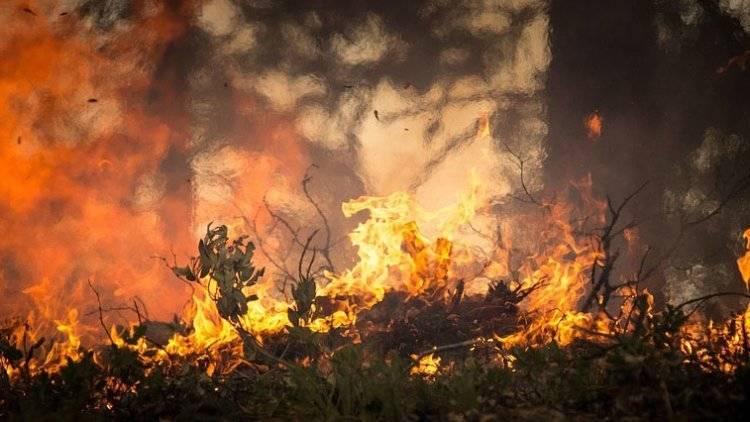 Площадь лесных пожаров в Красноярском крае выросла до 700 тысяч гектаров