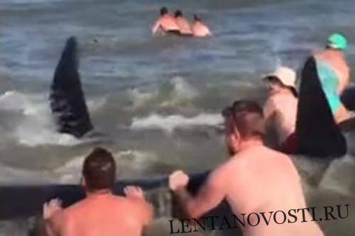 Отдыхающие на пляже люди стали спасателями китов