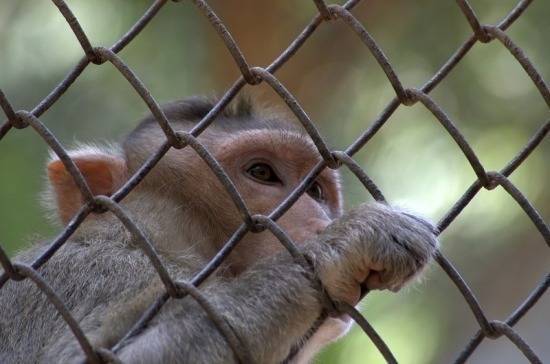 СМИ: зоопаркам России установили новые нормы содержания животных