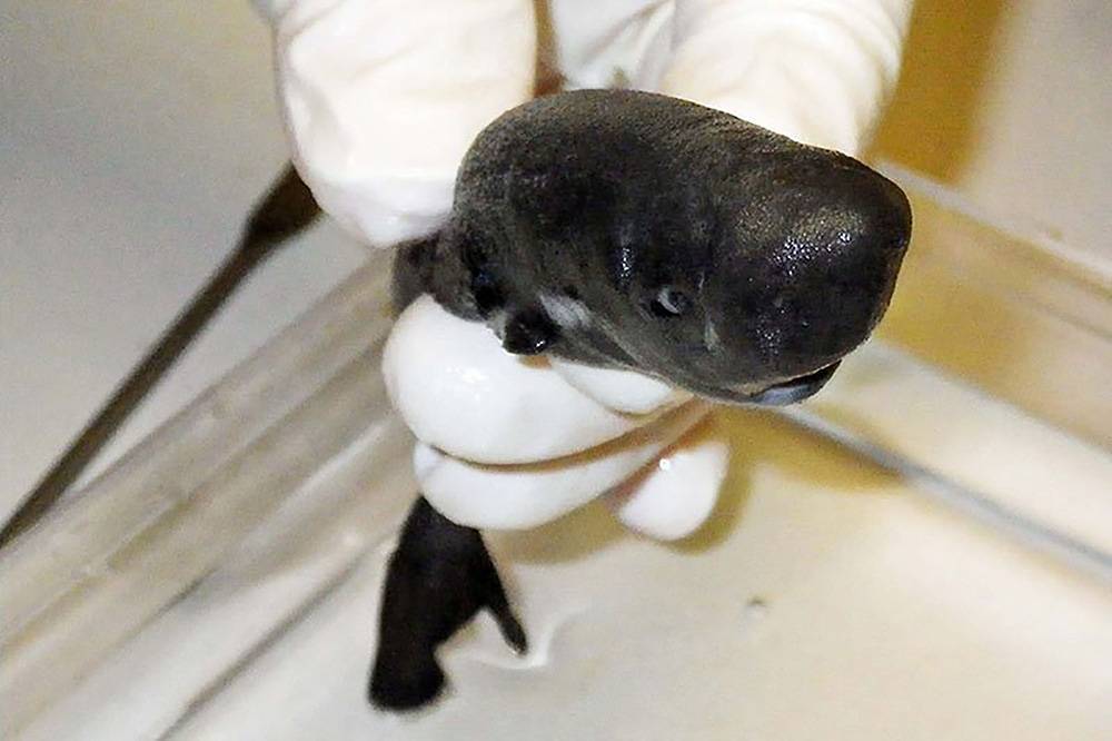 Американские ученые открыли новый вид миниатюрных акул, которые светятся в темноте