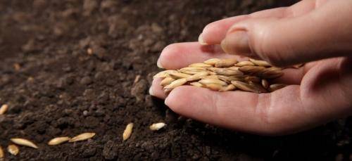 Чтобы получить качественное зерно, необходимо развивать семеноводство