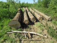 В Тверской области браконьер незаконно нарубил леса на 23 млн рублей  - ТИА