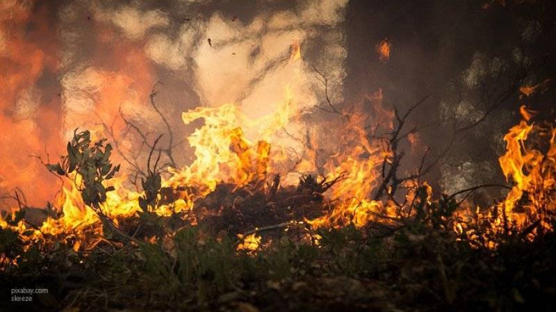 Лесные пожары распространились на площади 700 тысяч гектаров в Красноярском крае