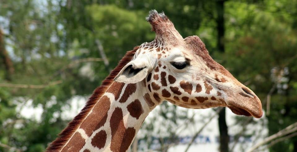 Еще одна самка жирафа умерла в зоопарке Алматы