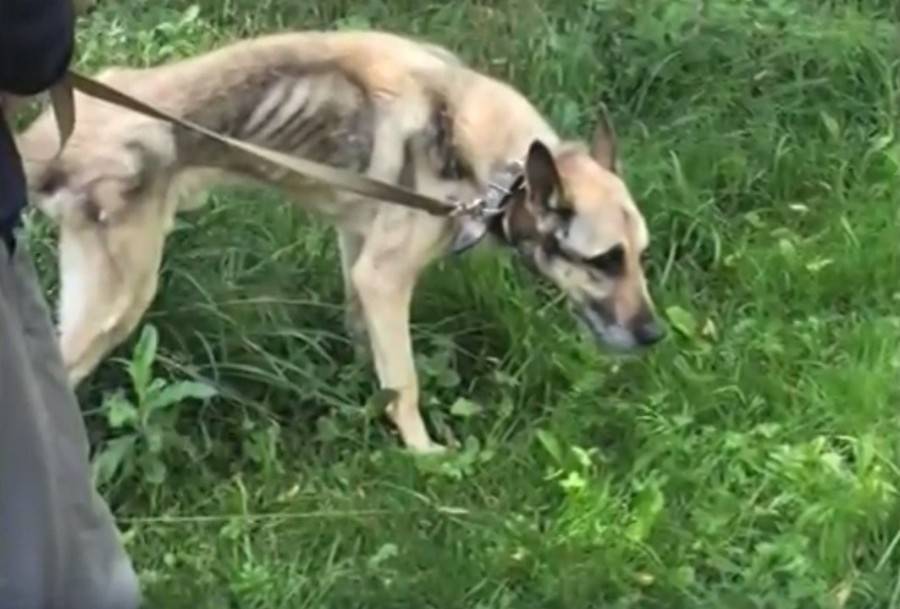 Кожа да кости. Зоозащитники пытаются спасти истощенного пса