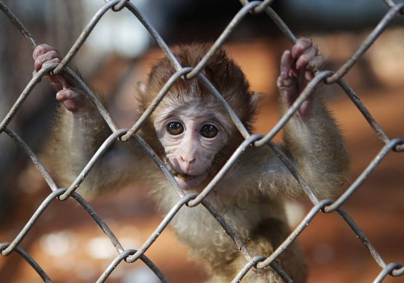 В России изменят правила содержания животных в зоопарках