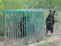 В Нижегородской области под наблюдением Валентина Пажетнова выпустили на волю трех медвежат, которые родились в зоопарке - ТИА