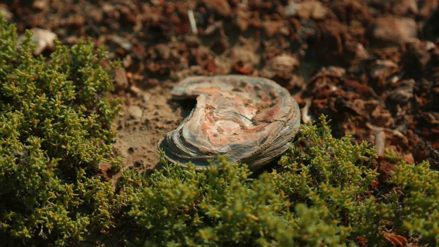 Следы древнего метеоритного дождя нашли в раковинах моллюсков