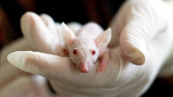 Ученые вживили мышам галлюцинации в зрительные образы