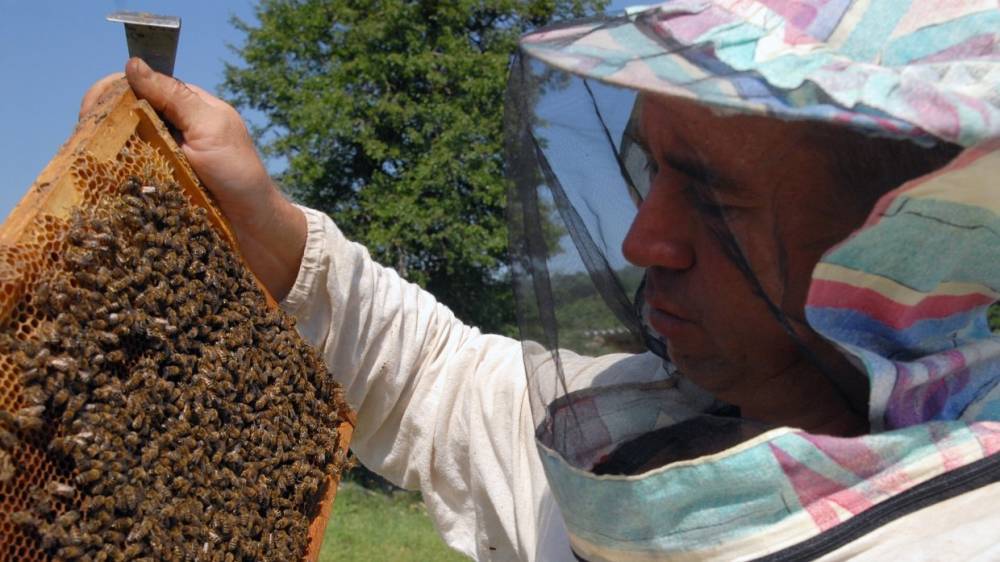 Пасечники назвали причины массовой гибели пчел на территории России
