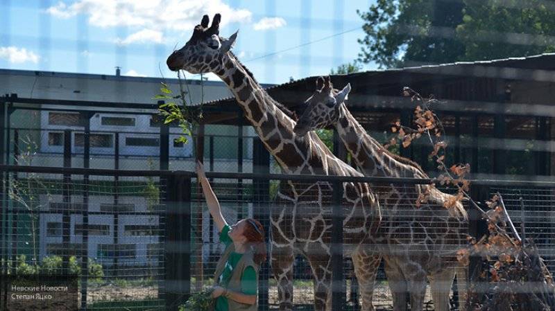 Новые нормы содержания животных установили для российских зоопарков