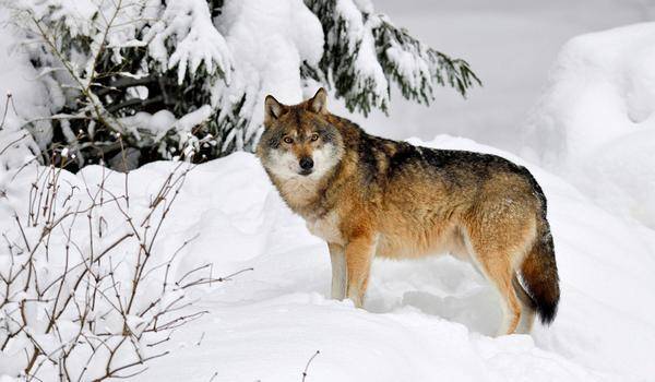 Волк: любовь до гроба и жесткая иерархия. Шесть фактов о диких волках