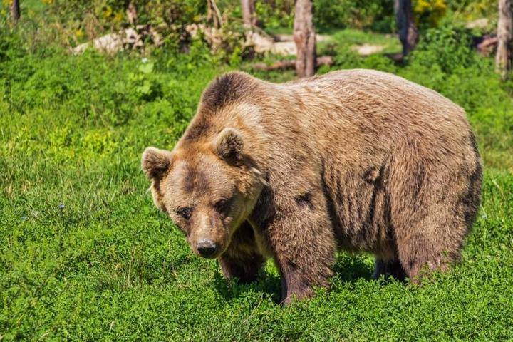 Гималайский медведь напал на женщину