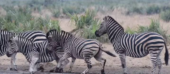 Ученые узнали, зачем зебрам нужны полоски