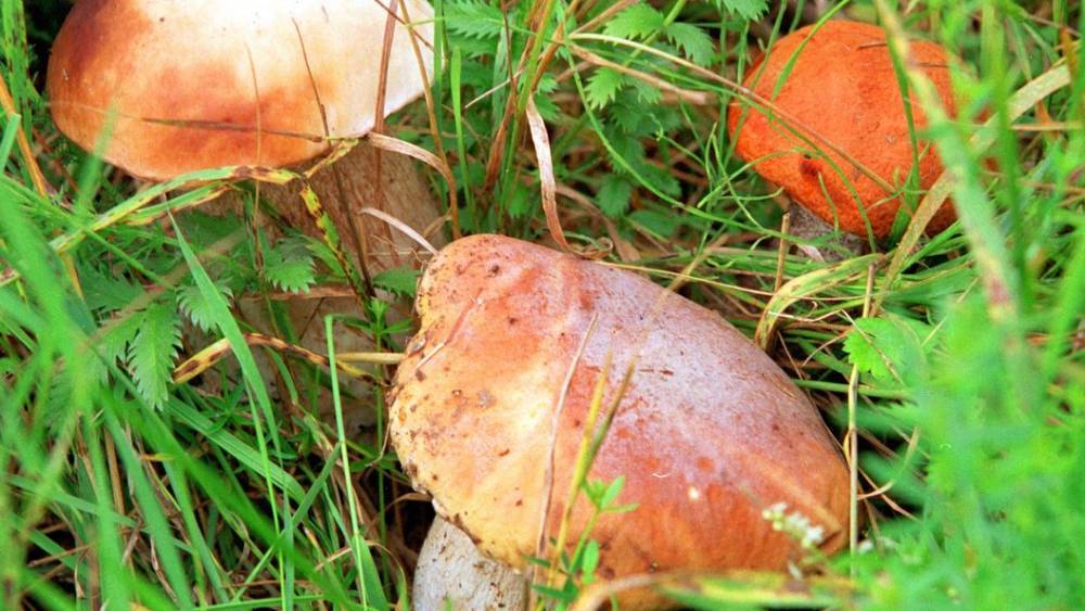 "И грибы тоже рыдали, отползая в лес": Хайп вокруг голодовки Соболь перешел в неожиданную плоскость